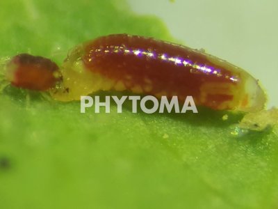 Tetranychus urticae